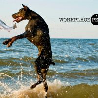 Doberman Catching fish to eat