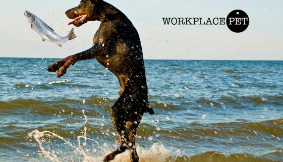 Doberman Catching fish to eat