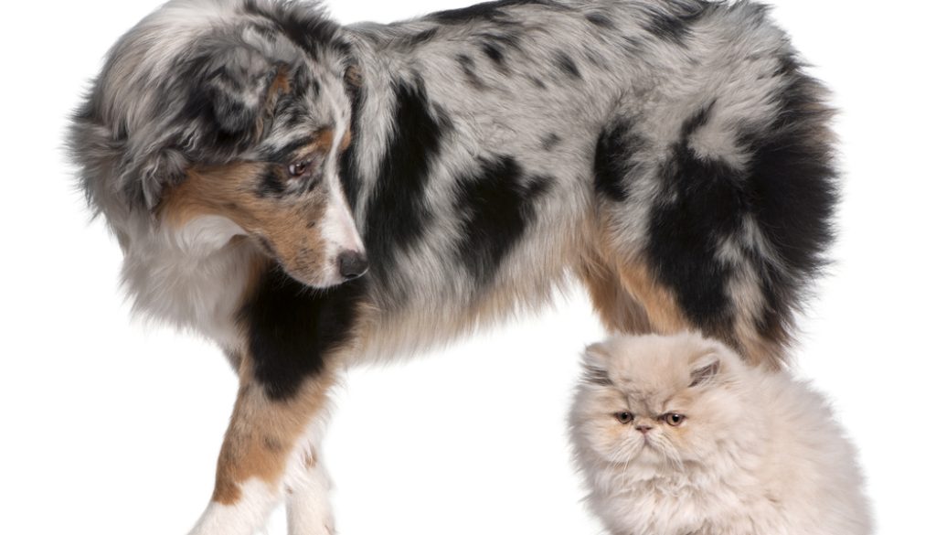 Persian Cat and Dog Persian Cat and Dog