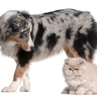 Persian Cat and Dog