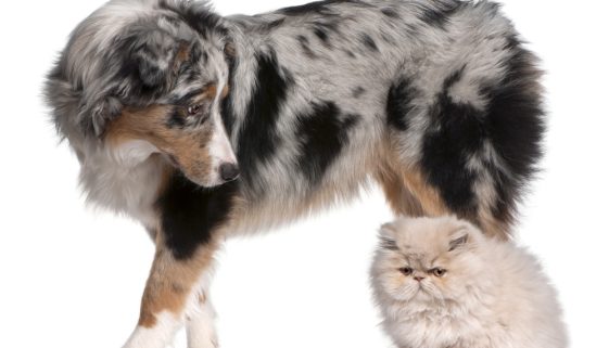 Persian Cat and Dog