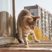 Open window. Gray funny Cat and golden Fish in aquarium standing