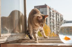 Open window. Gray funny Cat and golden Fish in aquarium standing Open window. Gray funny Cat and golden Fish in aquarium standing