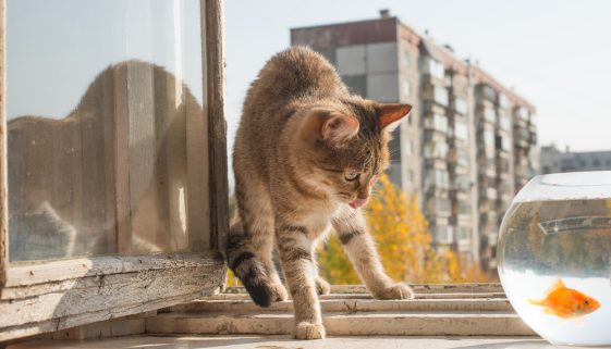 Open window. Gray funny Cat and golden Fish in aquarium standing