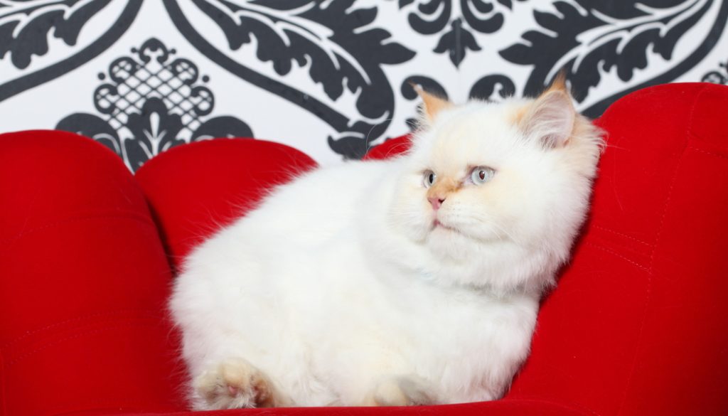 Rich Persian