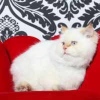 Rich Persian