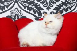Rich Persian