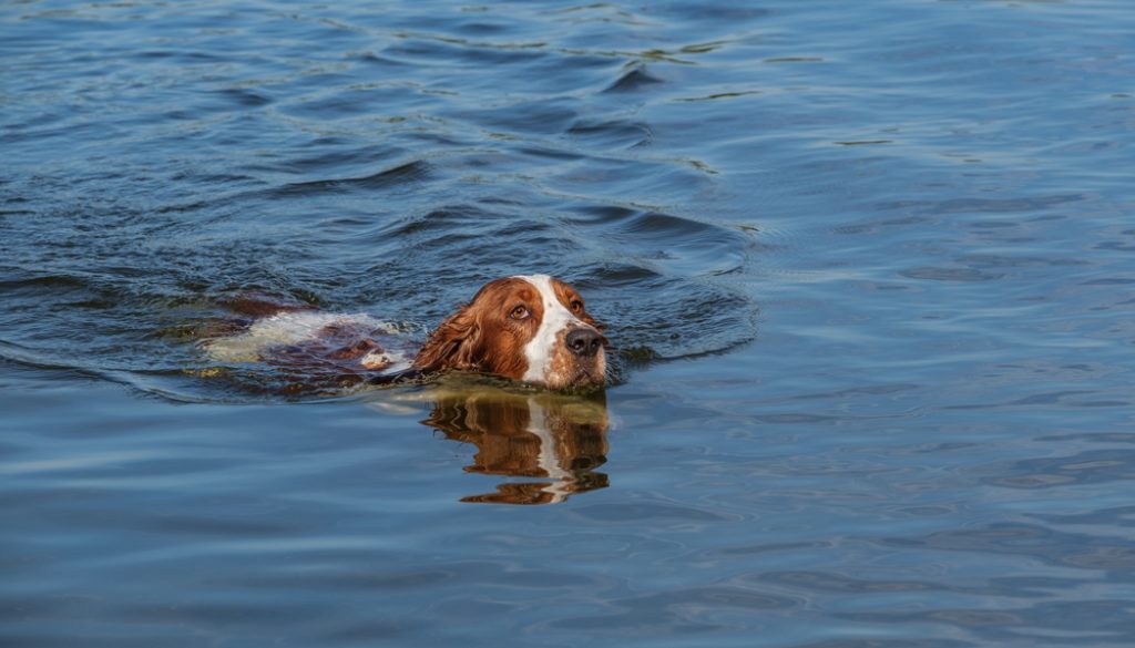 Springer Spaniel Swimming Springer Spaniel working hard swimming