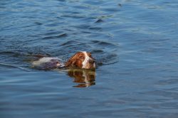 Springer Spaniel Swimming Springer Spaniel working hard swimming