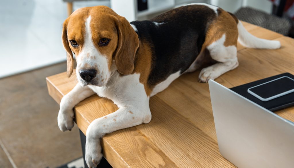 Bored at work Beagle Bored at work Beagle