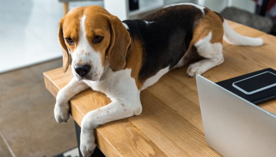 Bored at work Beagle