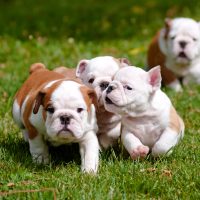 English Bulldog Puppies