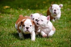 English Bulldog Puppies English Bulldog Puppies