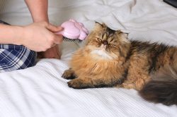 Grooming my Persian Cat Grooming my Persian Cat
