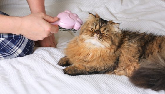 Grooming my Persian Cat