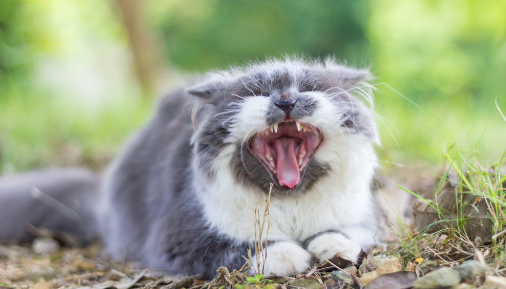 Persian cat yawning