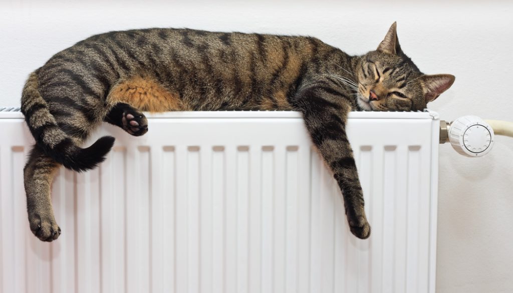 warm cat in winter time warm cat in winter time