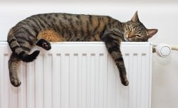 warm cat in winter time warm cat in winter time