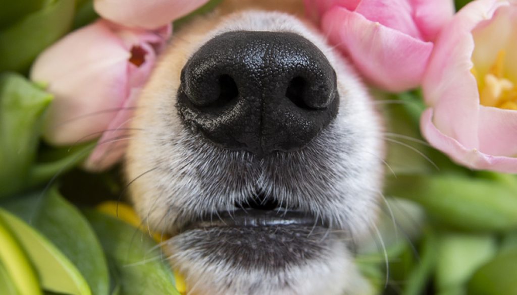Dog sniffing Dog sniffing