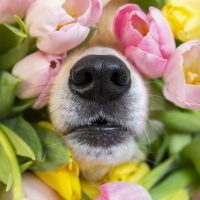 Dog sniffing