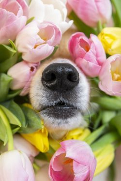 Dog sniffing