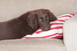 flat coated retriever flat coated retriever on bed