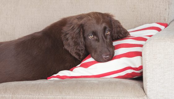 flat coated retriever on bed