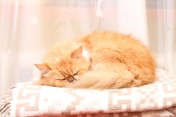 Sleepy Persian Sleepy Persian