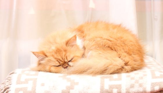 Sleepy Persian