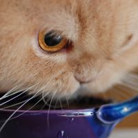 Persian cat drinking water