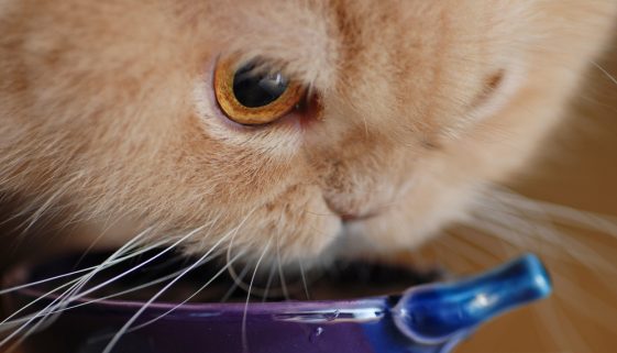 Persian cat drinking water