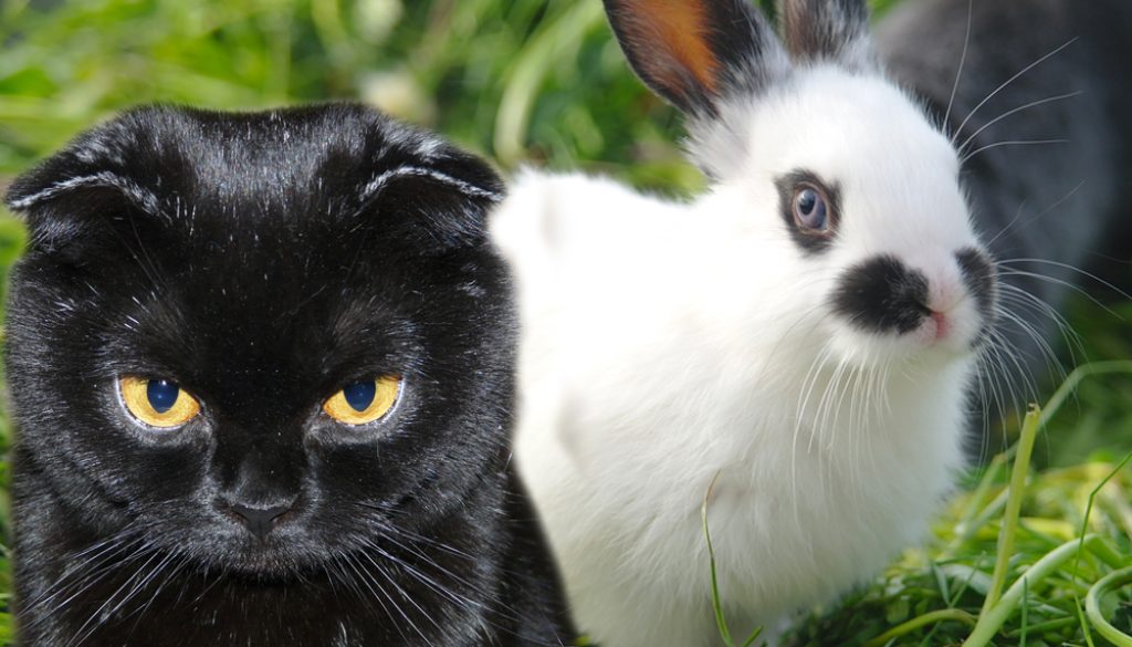 Cat and bunny
