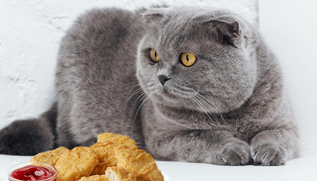 Cat looking at chicken nuggets