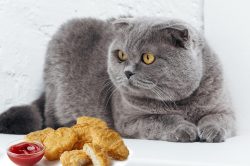 Cat looking at chicken nuggets Cat looking at chicken nuggets