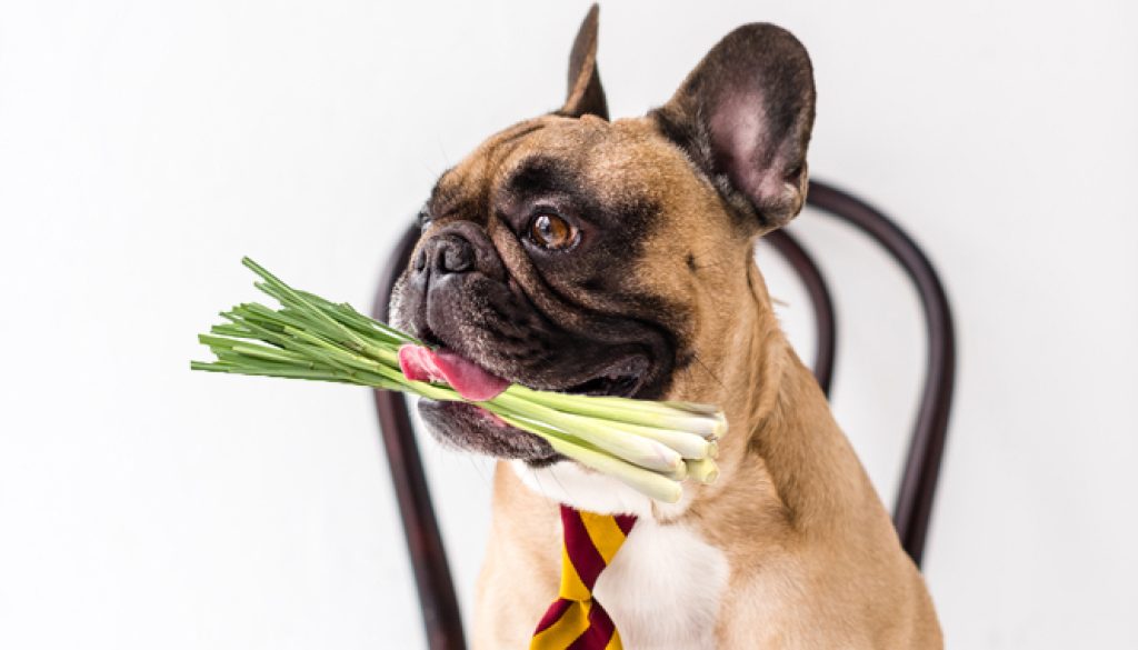 lemongrass doggy lemongrass doggy