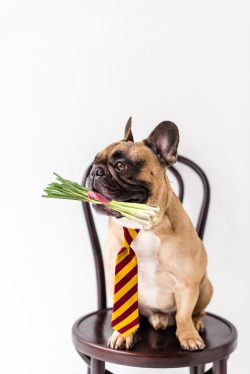 lemongrass doggy lemongrass doggy
