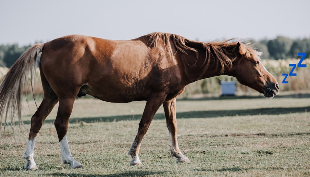 sleepy horse standing up sleepy horse standing up
