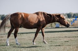 sleepy horse standing up sleepy horse standing up