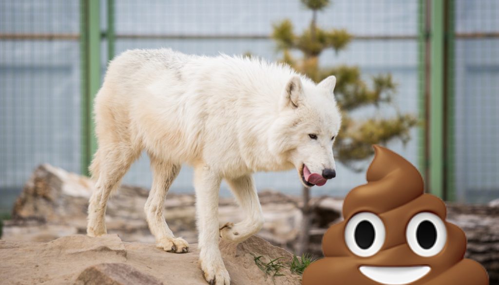 Arctic White Wolfpoop Wolf eat poop