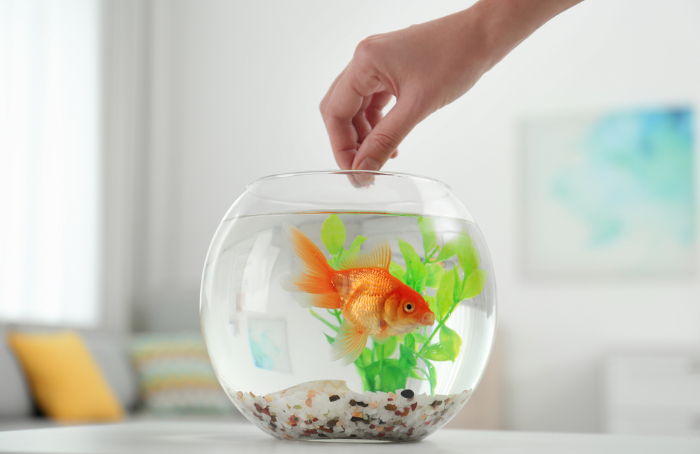 Woman feeding beautiful goldfish at the workplace