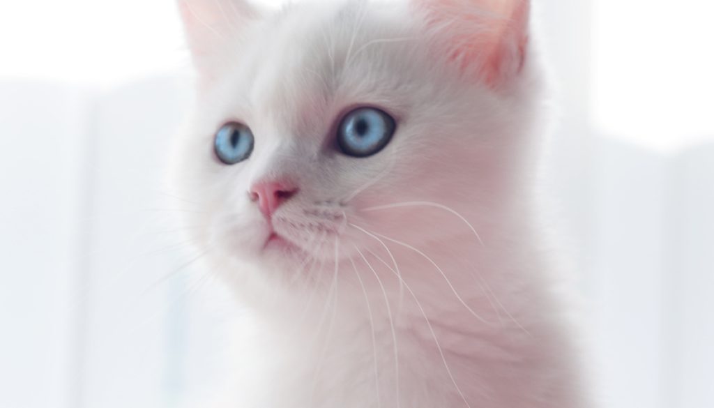 scared British Kitten scared British Kitten