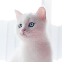 scared British Kitten