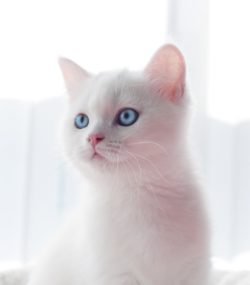scared British Kitten