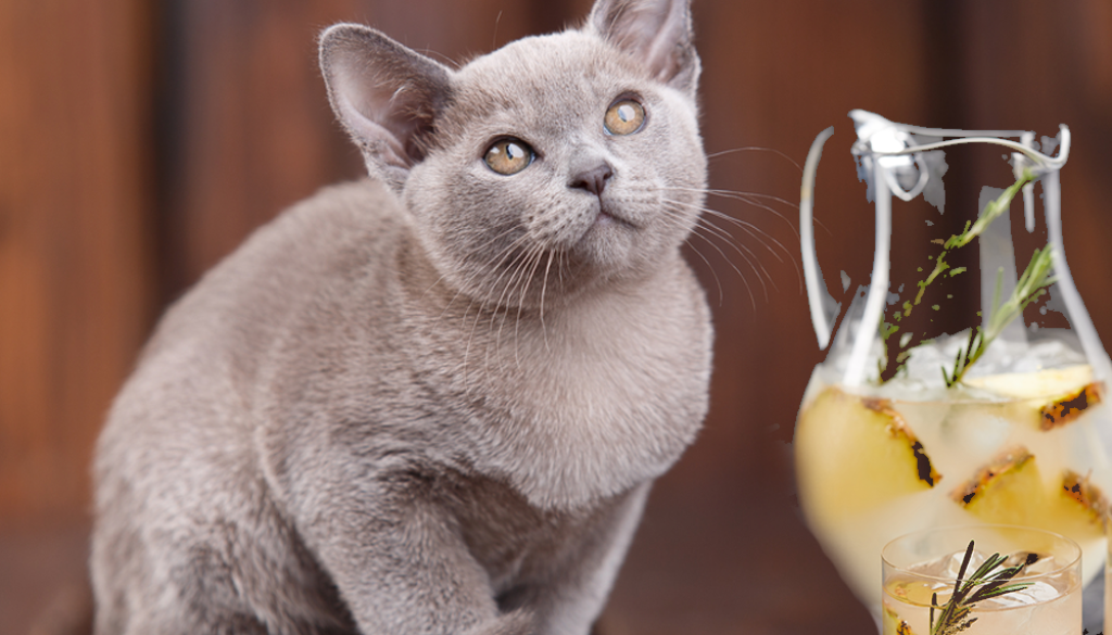 Cat drinks lemonade
