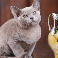 Cat drinks lemonade