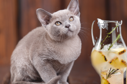 Cat drinks lemonade Cat drinks lemonade