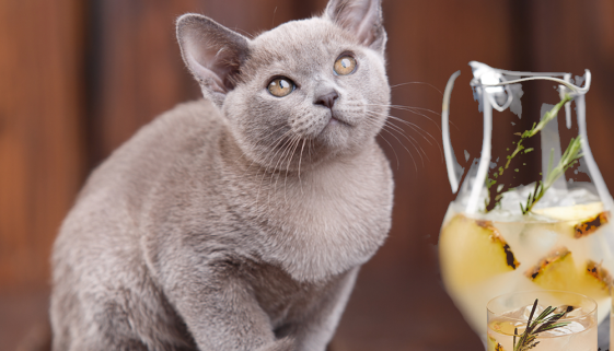Cat drinks lemonade