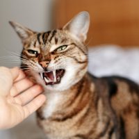 Stressed Cat