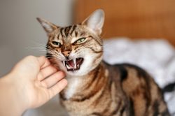 Stressed Cat Stressed Cat