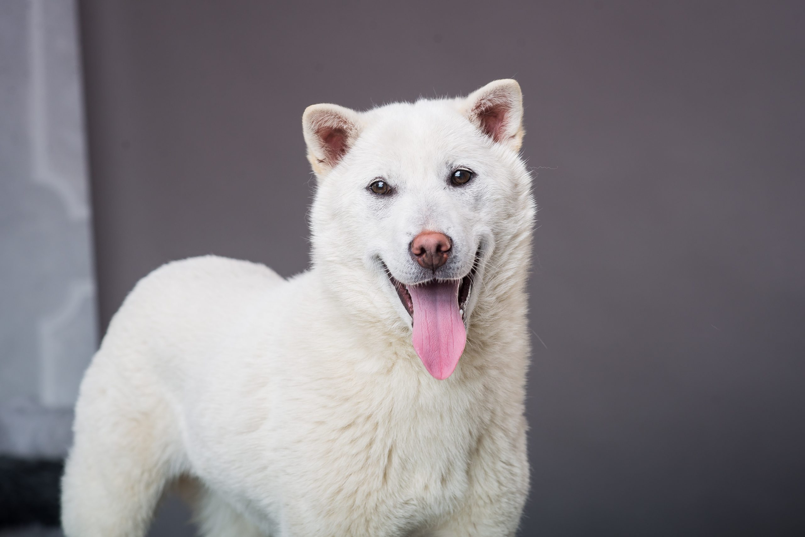 White,Japanese,Beautyful,Dog,Young,Champion,Kishu,Inu